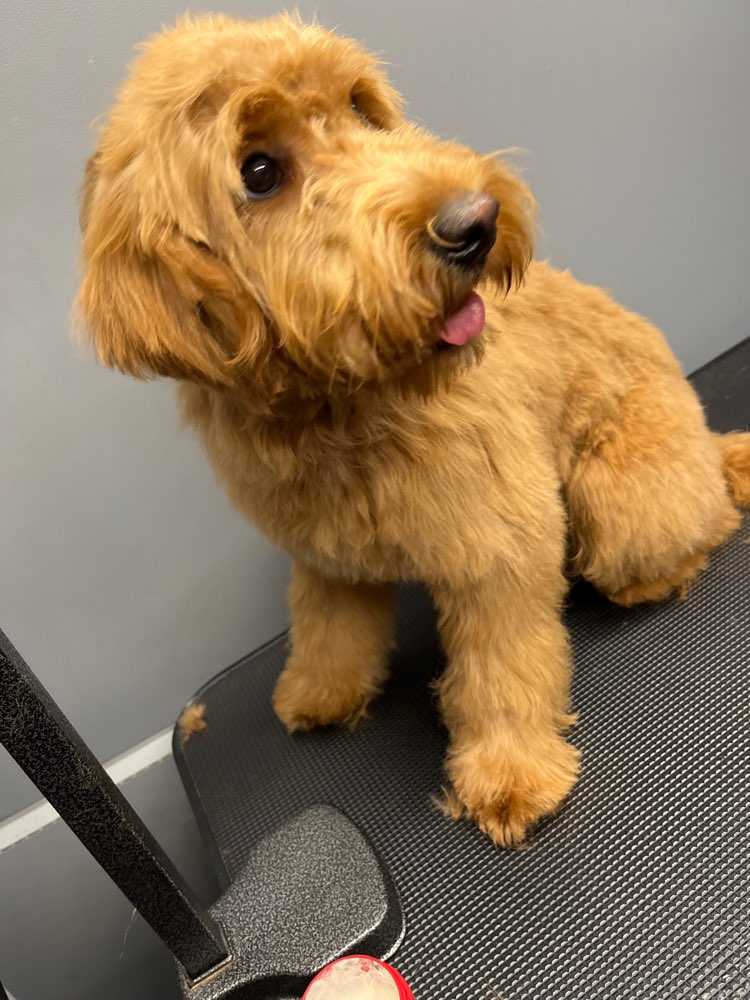 gracie