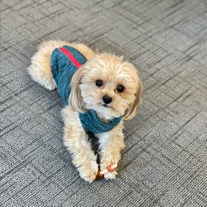 Dog Pet Photo