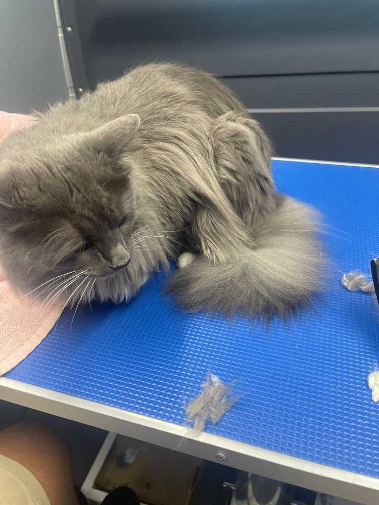 Zeus