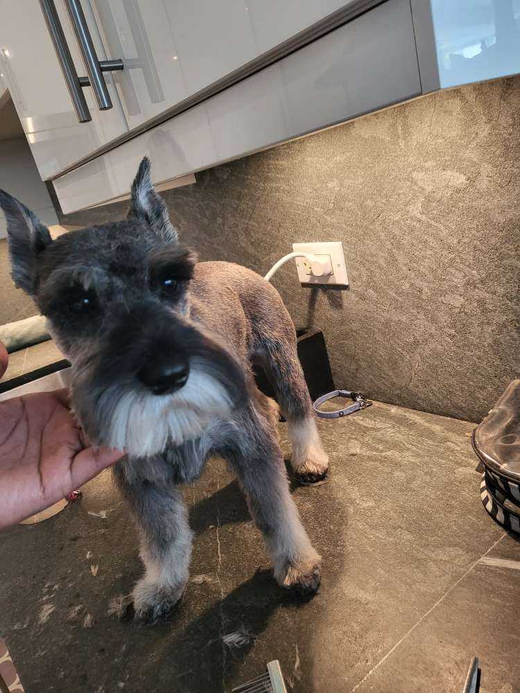Dog Pet Photo