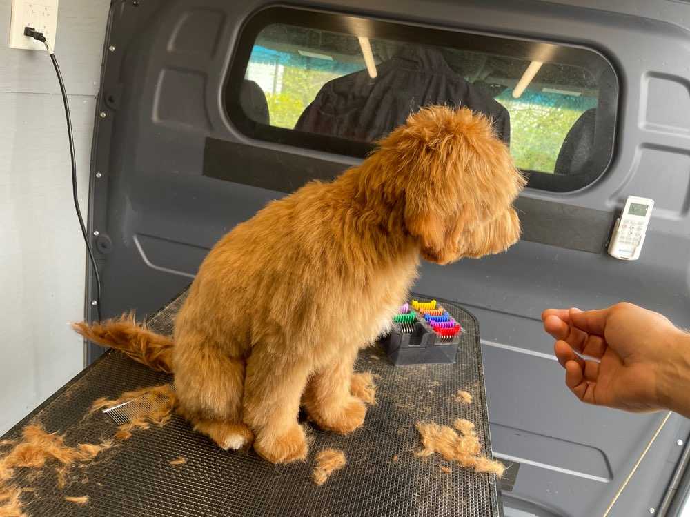 Pet