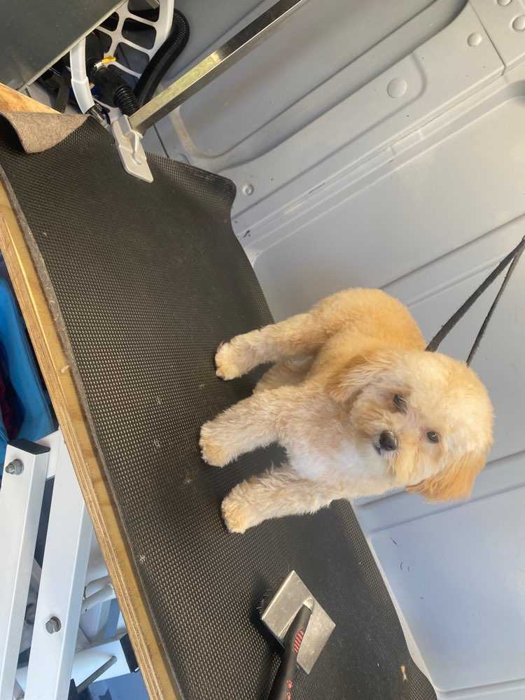 Pet