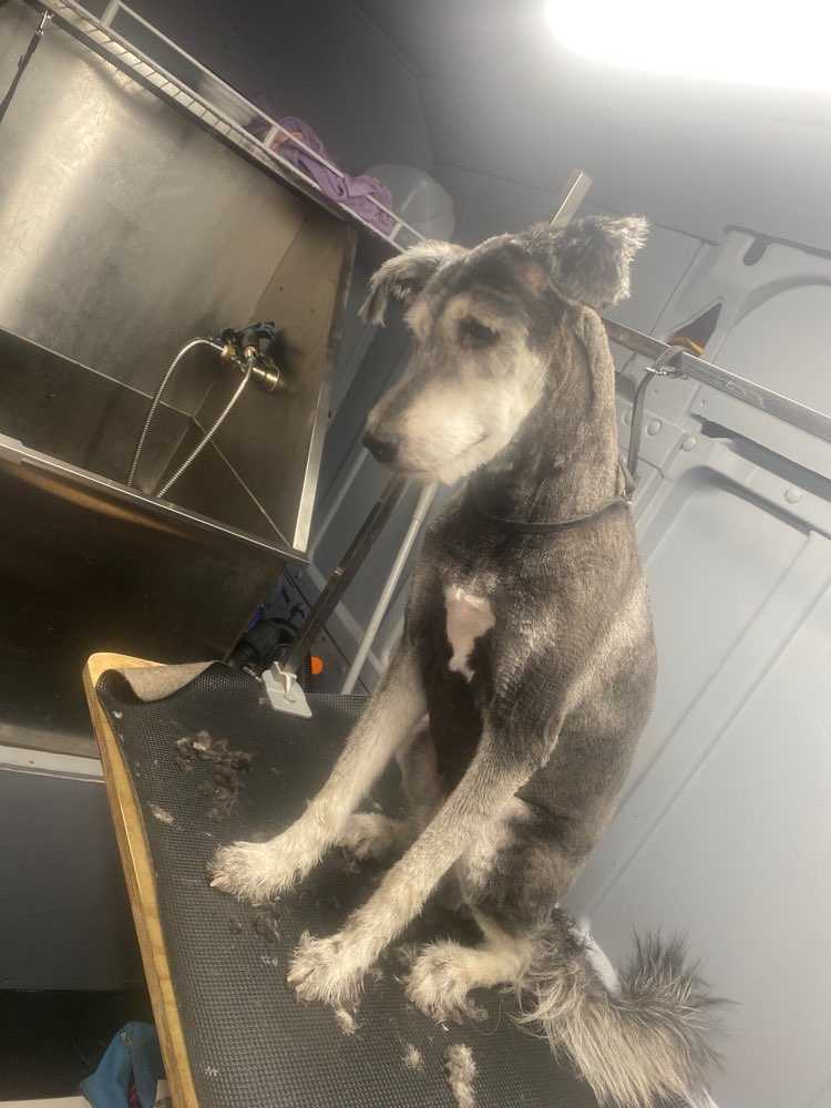 Pet