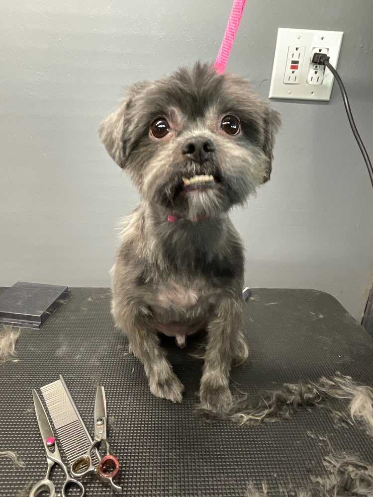 Dog Pet Photo