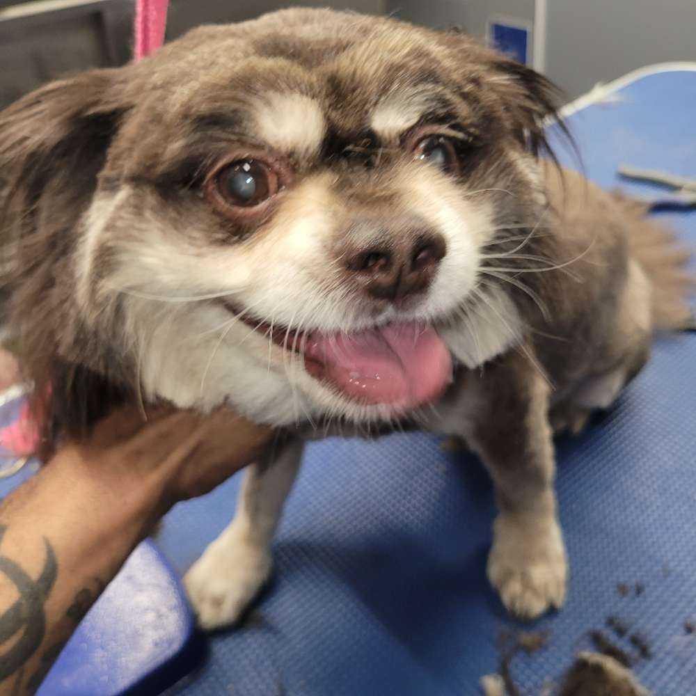 Pet