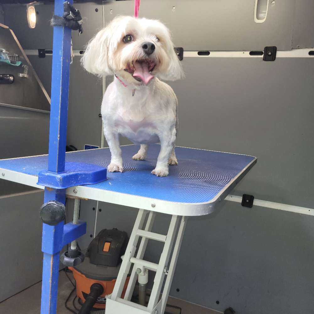 Dog Pet Photo