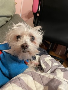 Pet