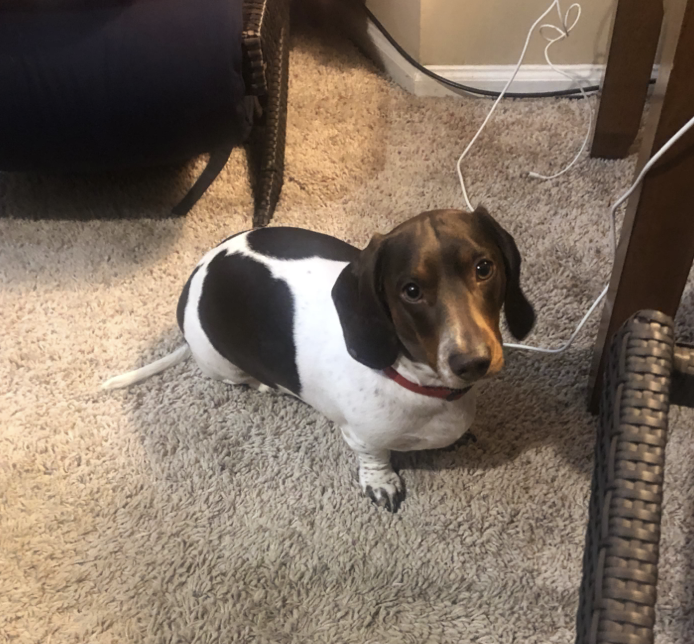 Frankie