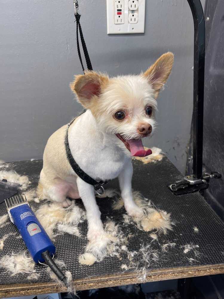 Dog Pet Photo