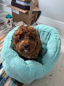 Riley