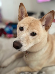 Shiba
