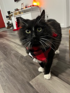 Cosmo