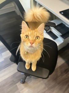 Hazel