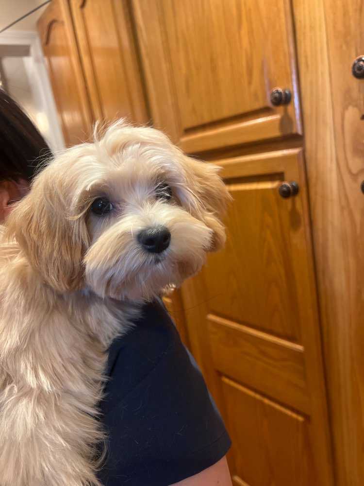 Sadie