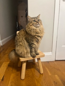 Pet