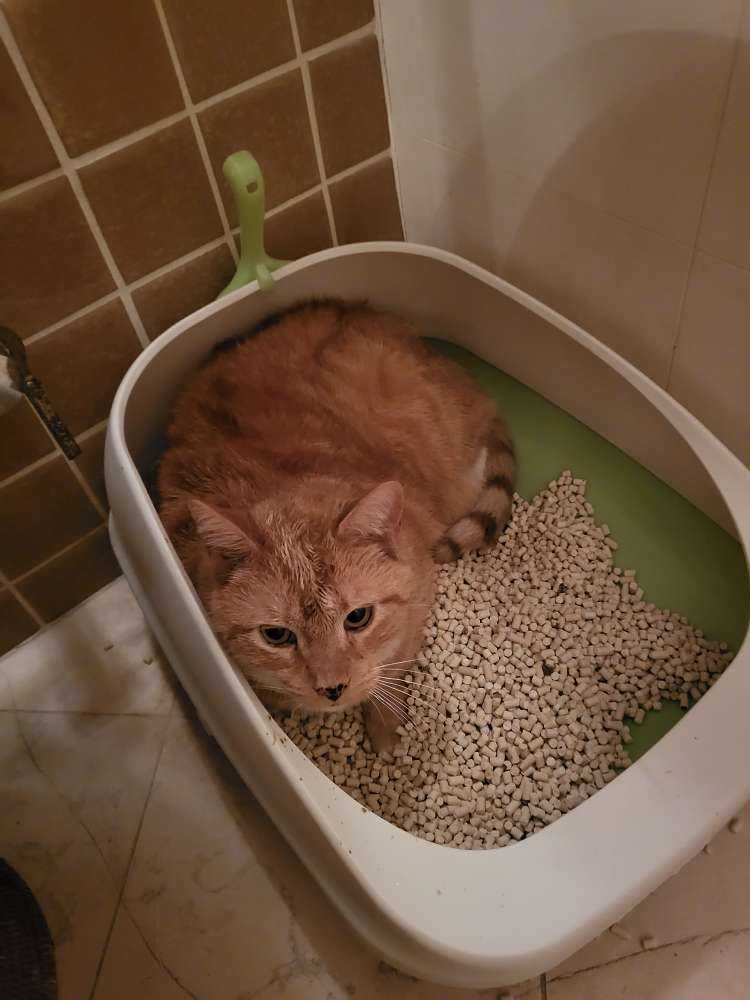 Pet
