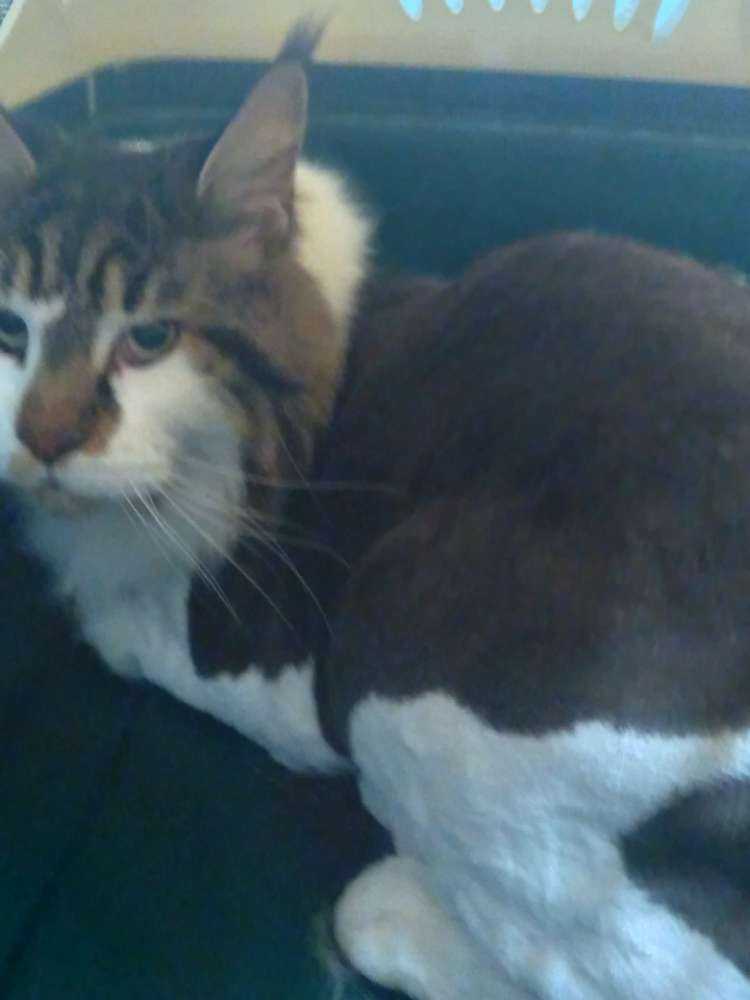 Vinnie