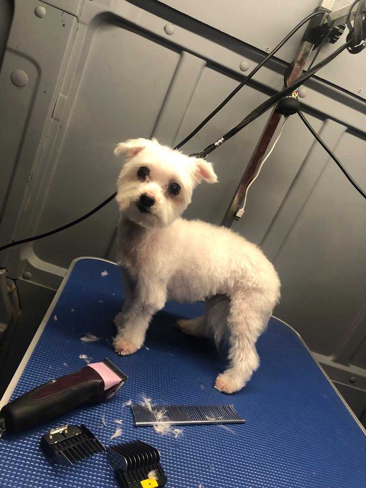 Blanca 