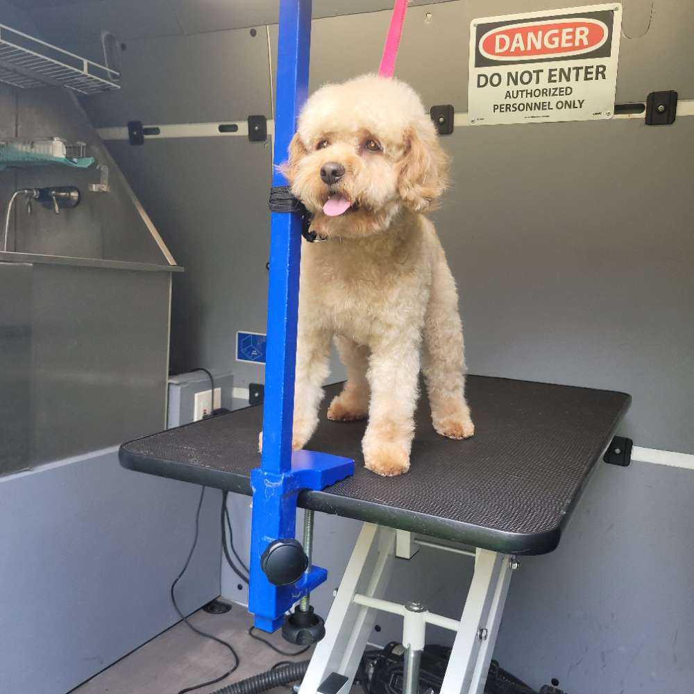 Dog Pet Photo