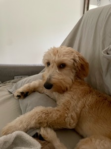 PIno 