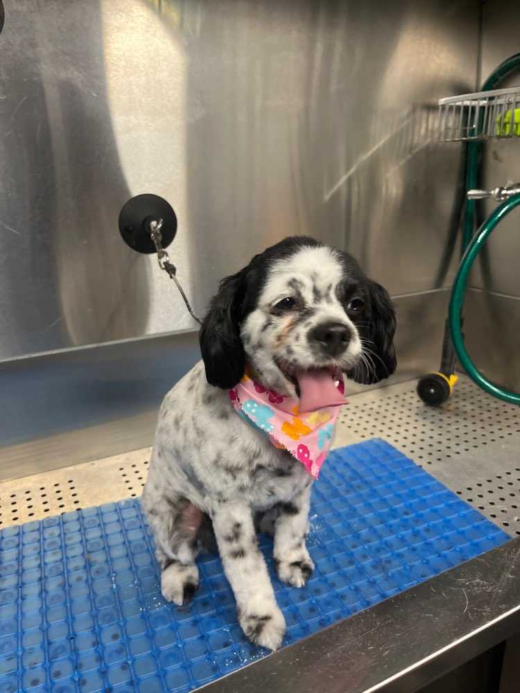 Domino