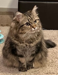 Piper