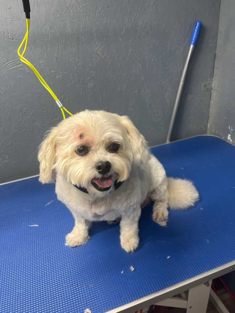 Gracie