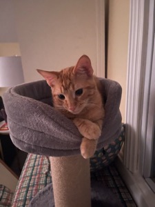 Ron