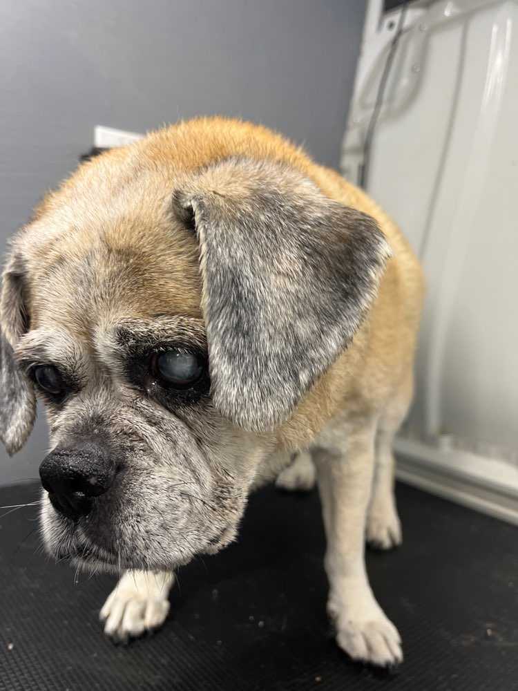 May the Puggle