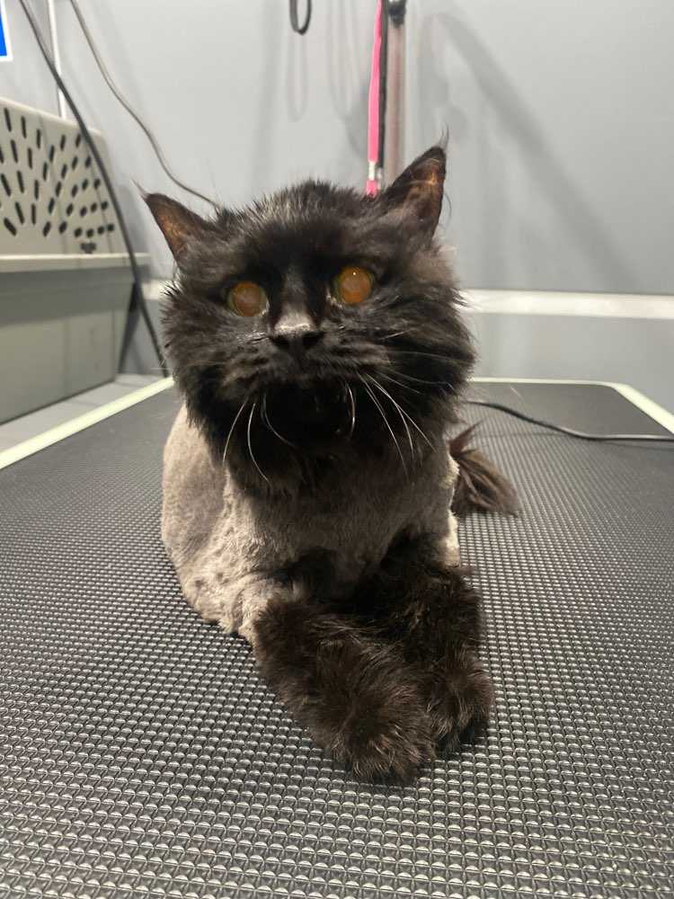 Miss Kitty