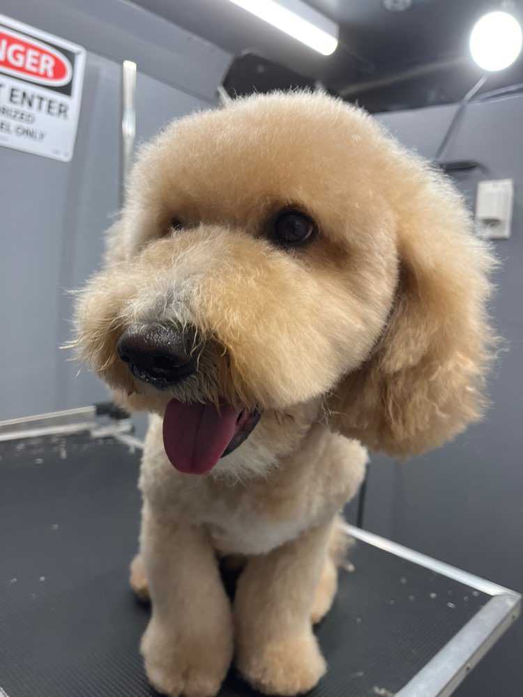 Brody