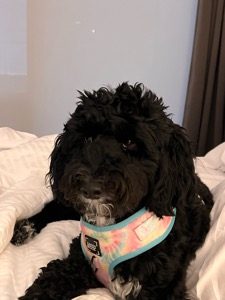 Pet