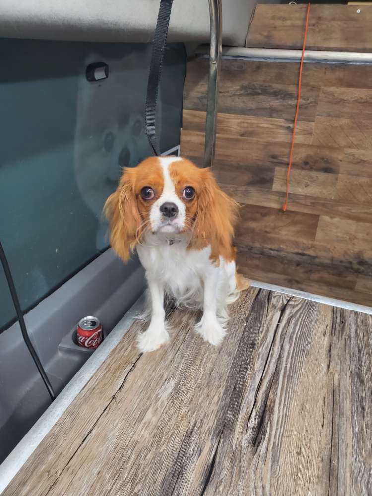 Daisy