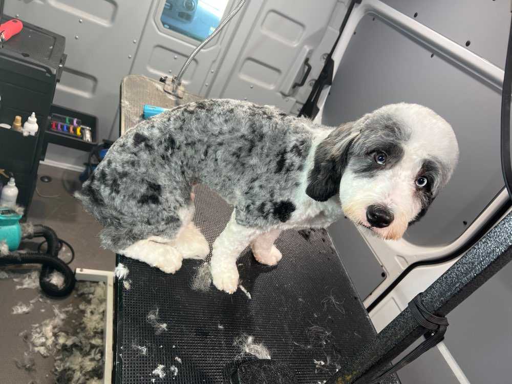 Pet