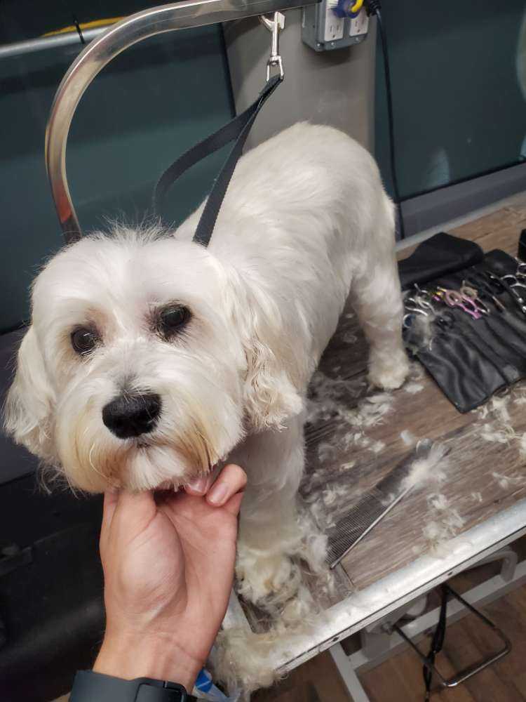 Phoebe
