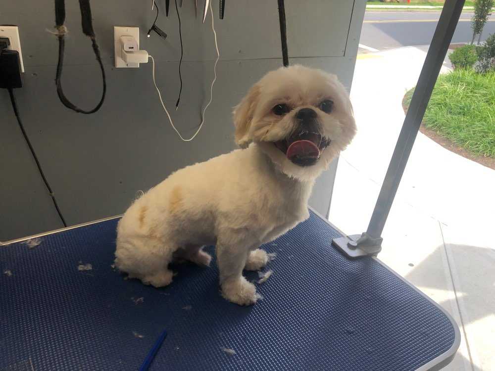 Dog Pet Photo