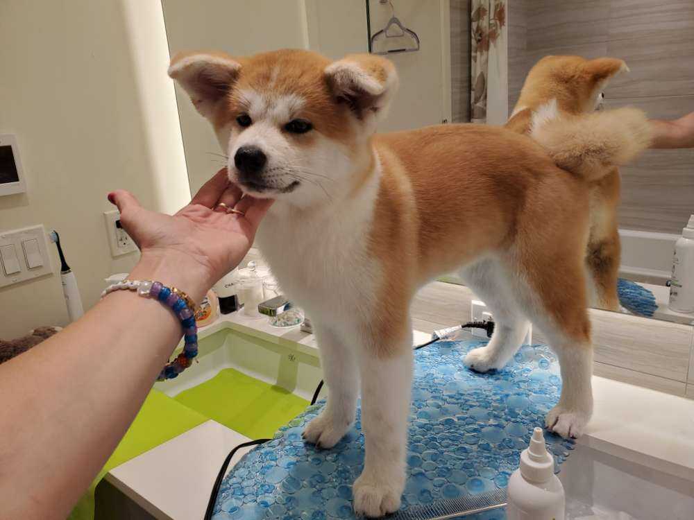Dog Pet Photo