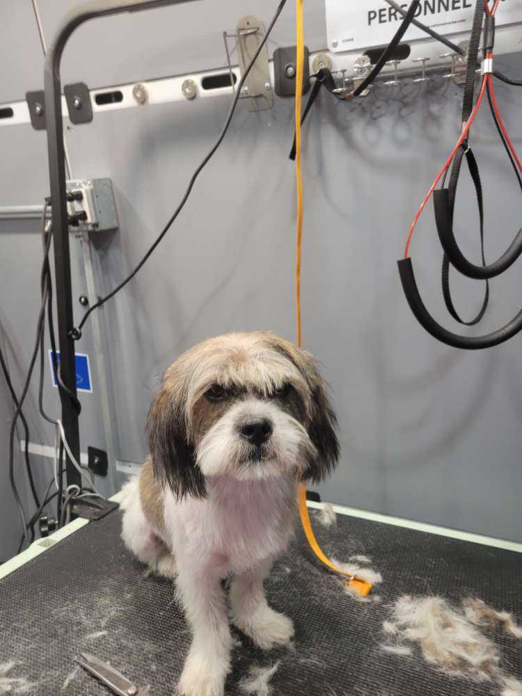 Pet