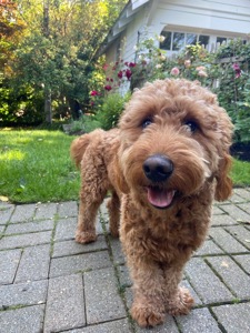 Alfie