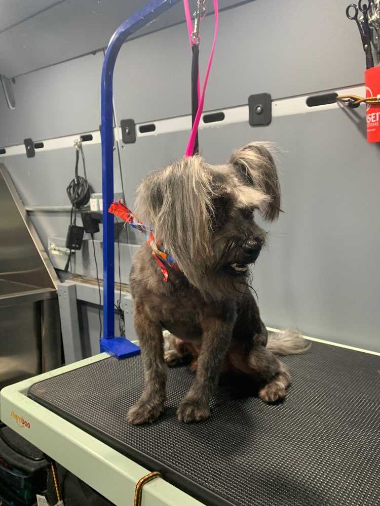 Dog Pet Photo