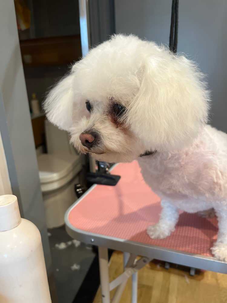 Dog Pet Photo