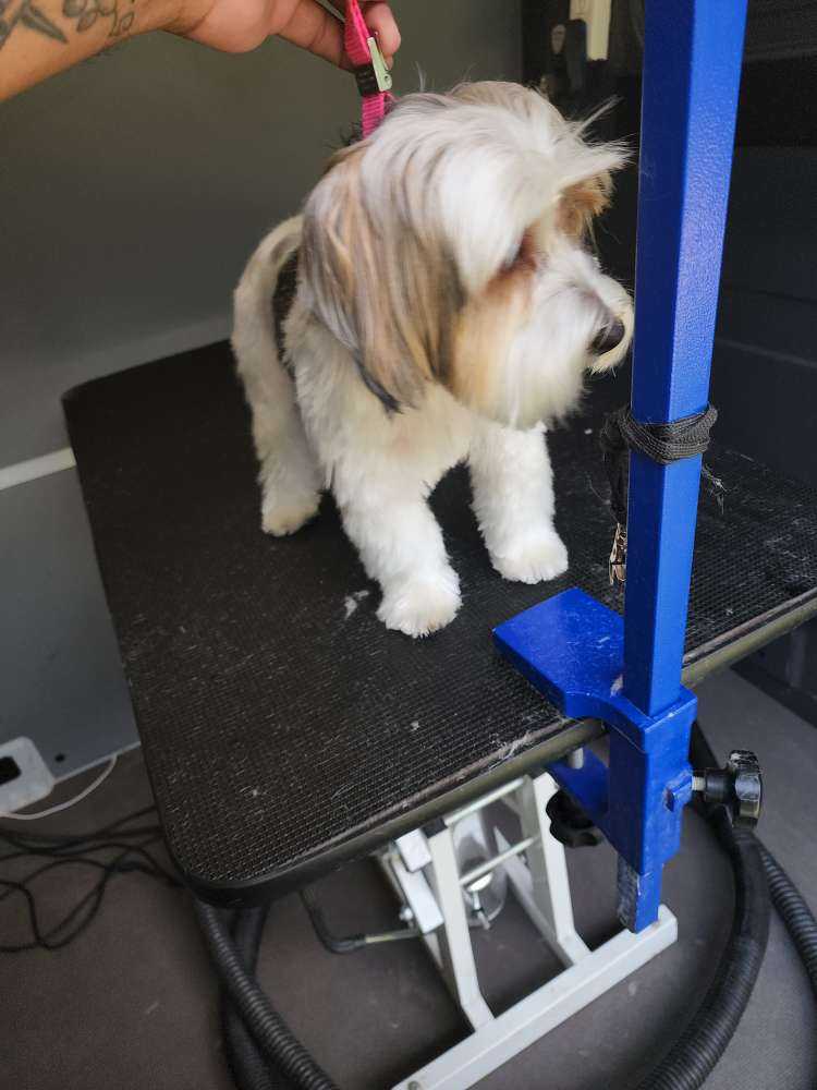 Dog Pet Photo
