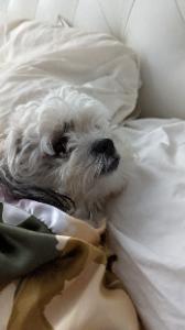 Dog Pet Photo
