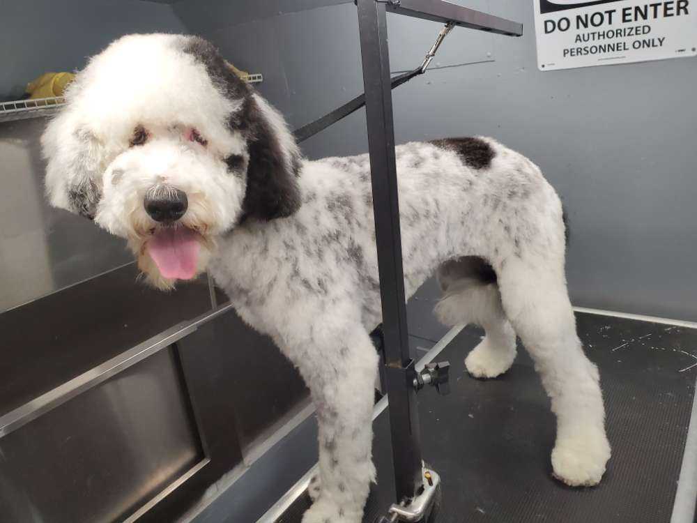 Remi