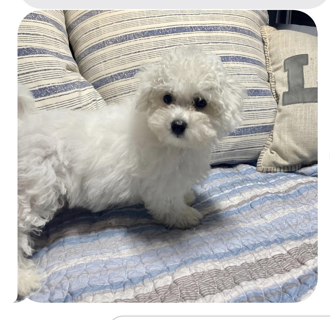 Dog Pet Photo