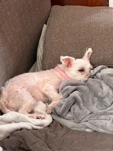 Pet