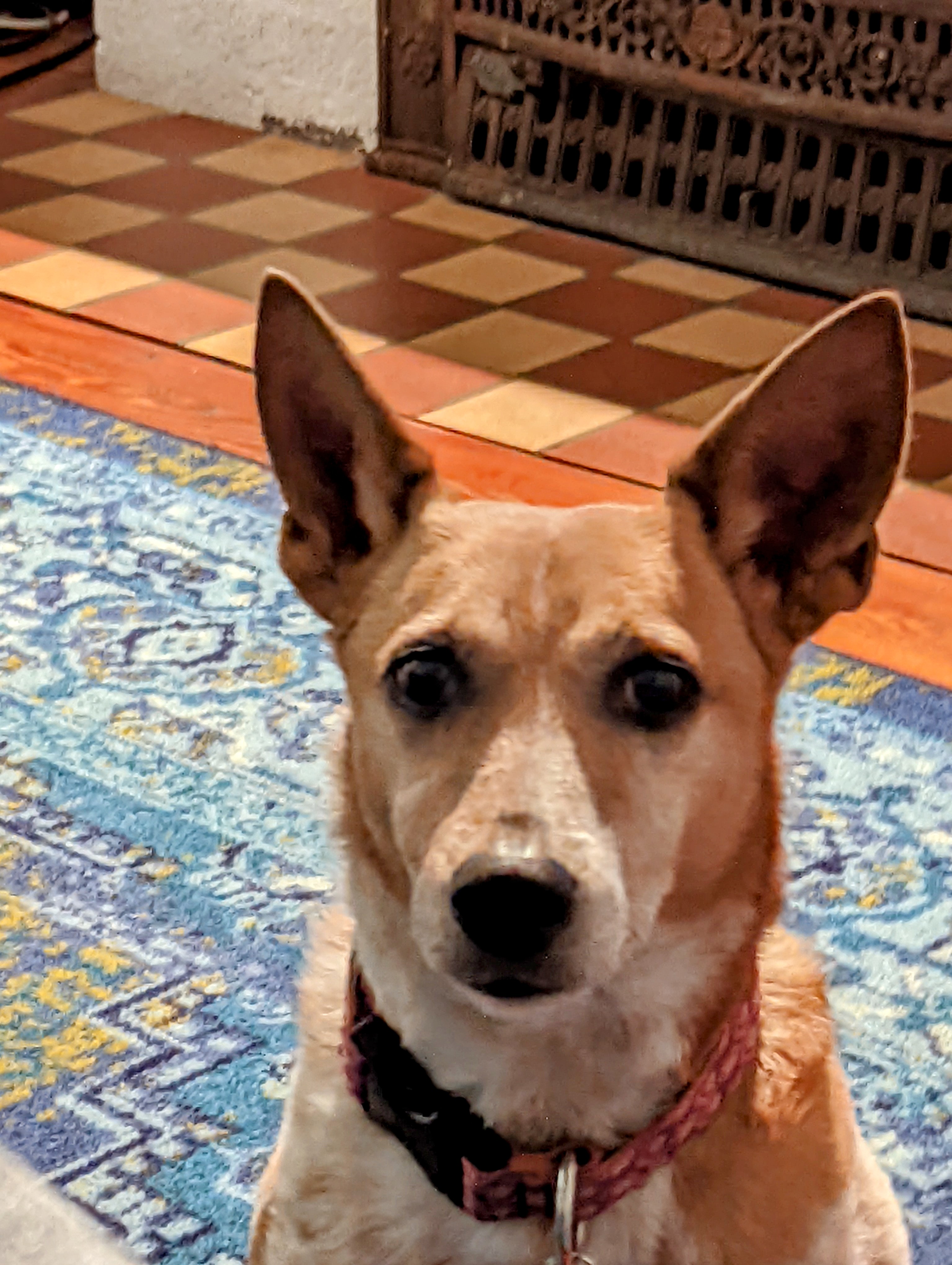 Dog Pet Photo