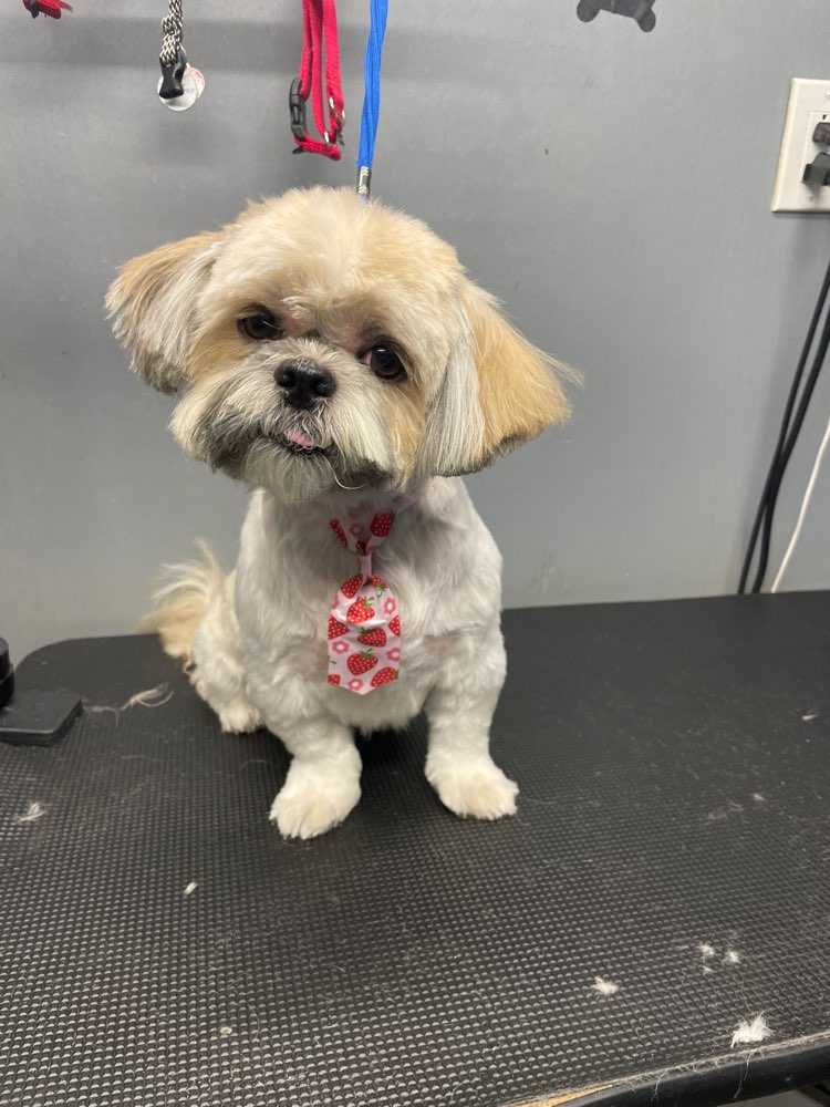 Ziggy 