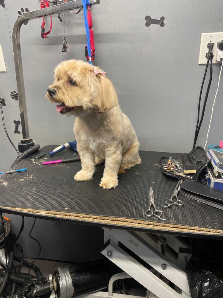 Shorkie