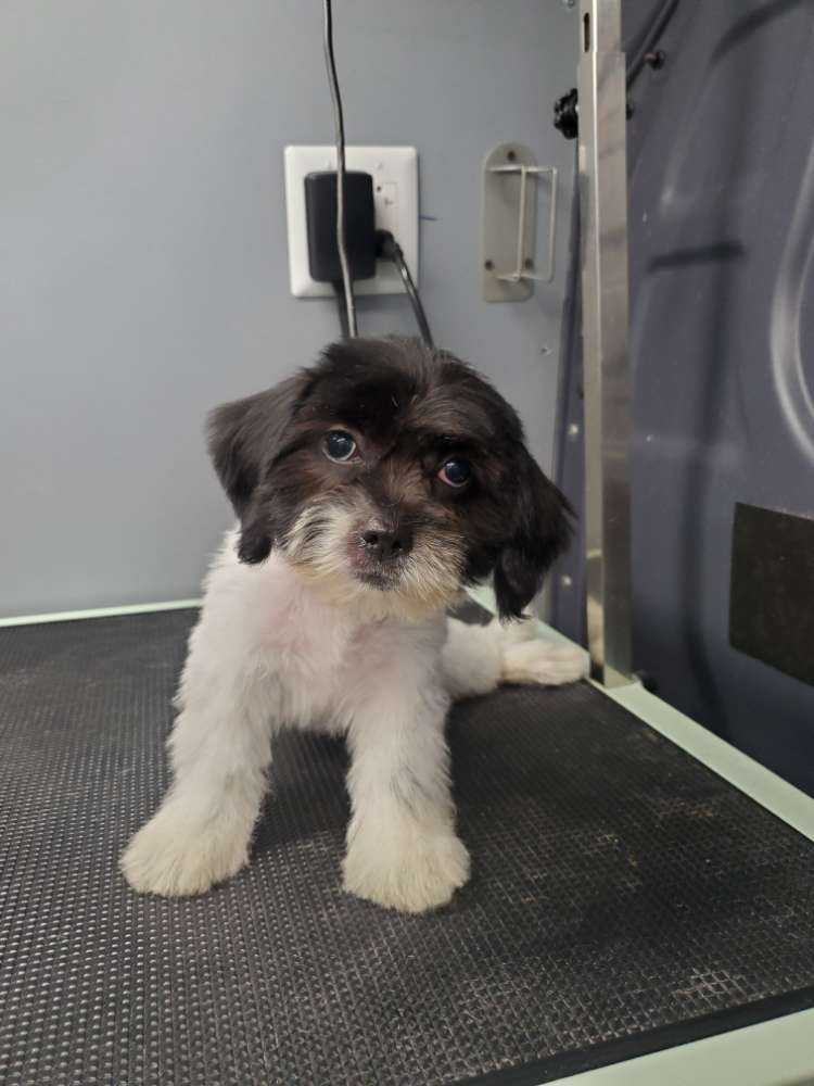 Oreo